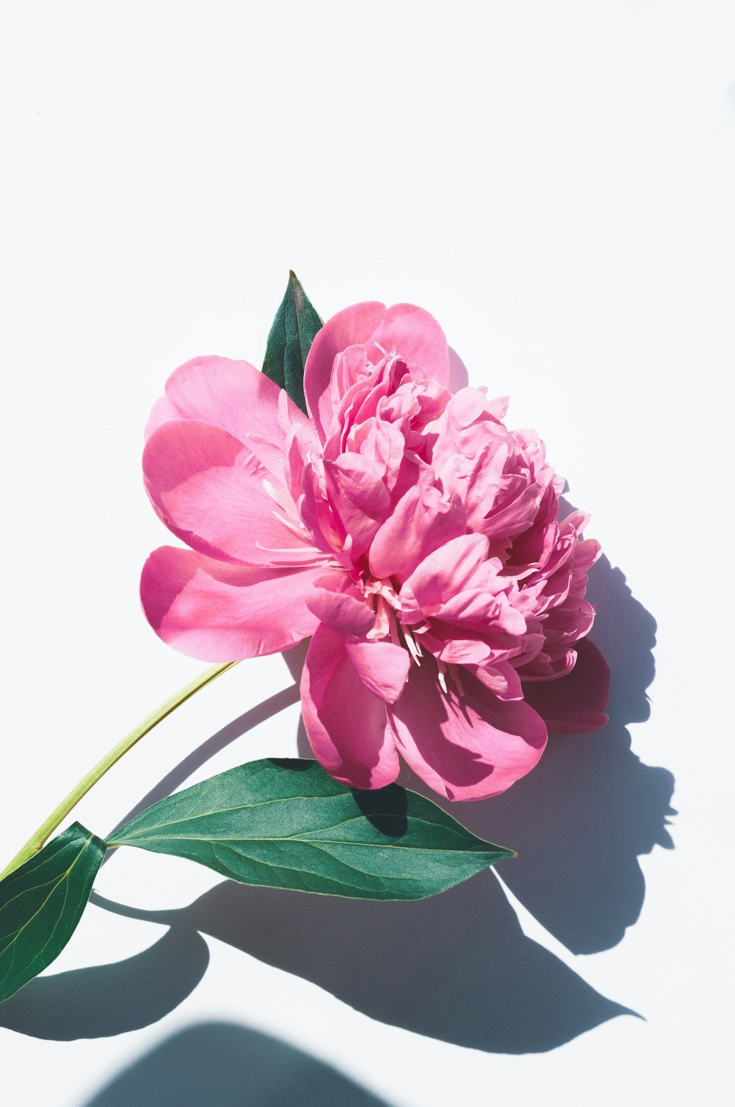 Bespoke wedding florals Singapore